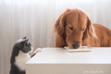 Why Does My Cat Eat My Dog’s Food? Insights into Behavior and Safety