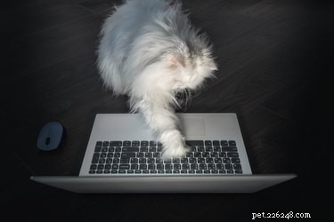 Why Cats Are Drawn to Laptops: The Surprising Reasons