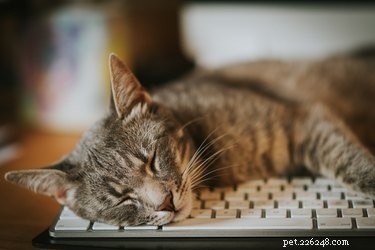 Why Cats Are Drawn to Laptops: The Surprising Reasons