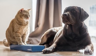 Why Some Cats Act Like Dogs: Understanding Cross‑Species Behaviors