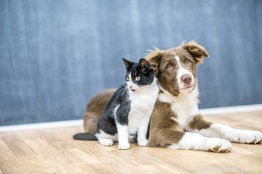 Why Some Cats Act Like Dogs: Understanding Cross‑Species Behaviors