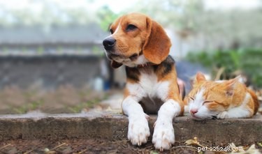 Why Some Cats Act Like Dogs: Understanding Cross‑Species Behaviors