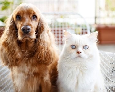 Why Some Cats Act Like Dogs: Understanding Cross‑Species Behaviors