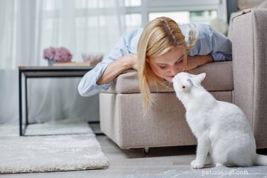 Do Cats Appreciate a Gentle Kiss? Understanding Their Affection Preferences