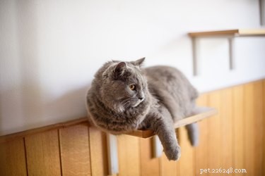 The Science Behind Why Cats Love to Climb