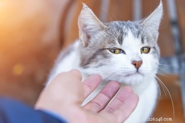 Why Do Cats Paw Through Bathroom Door Gaps? Understanding Their Curiosity