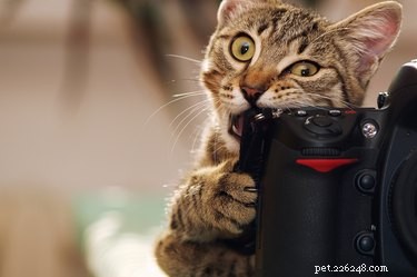 Understanding Why Cats Chew on Plastic: Causes & Safety Tips