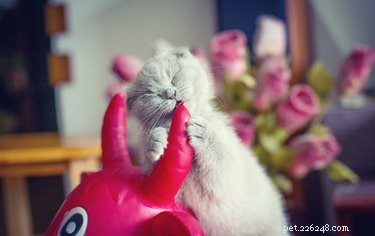 Understanding Why Cats Chew on Plastic: Causes & Safety Tips