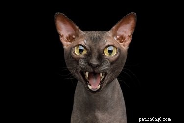 Why Does My Cat Whine? Common Causes and Solutions