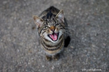 Why Does My Cat Whine? Common Causes and Solutions