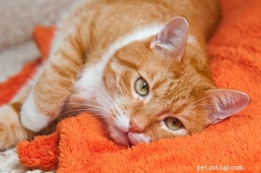 Why Does My Cat Whine? Common Causes and Solutions