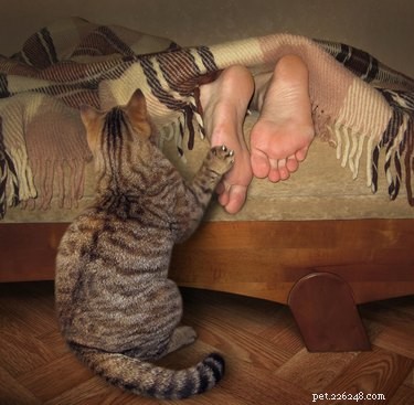 Why Does Your Cat Wake You at the Same Time Every Morning? The Science Behind Their Alarm Clock