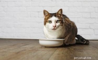 Why Does Your Cat Wake You at the Same Time Every Morning? The Science Behind Their Alarm Clock