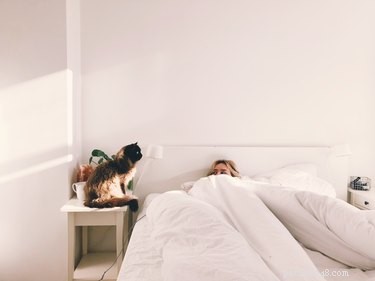 Why Does Your Cat Wake You at the Same Time Every Morning? The Science Behind Their Alarm Clock