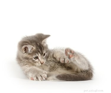 Understanding Why Cats Chase Their Tails: Insights & Tips