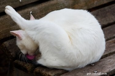 Understanding Why Cats Chase Their Tails: Insights & Tips