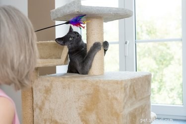 Understanding Why Cats Chase Their Tails: Insights & Tips