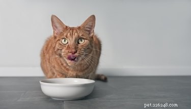 What Drives a Cat’s Food Choices? Understanding Their Preferences