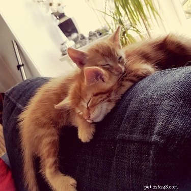 How to Determine If Your Cats Are Compatible