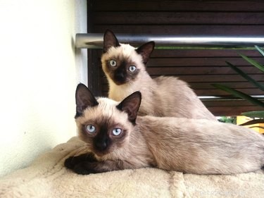 How to Determine If Your Cats Are Compatible