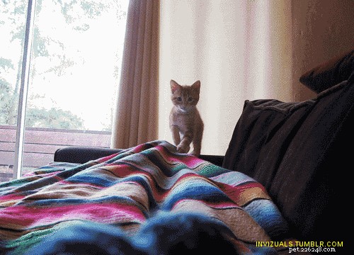 The Science Behind Cats  Butt Wiggles Before Pouncing
