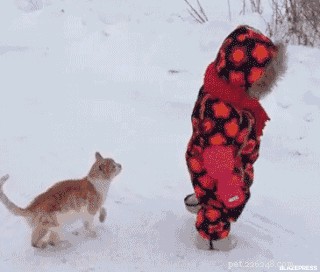 The Science Behind Cats  Butt Wiggles Before Pouncing