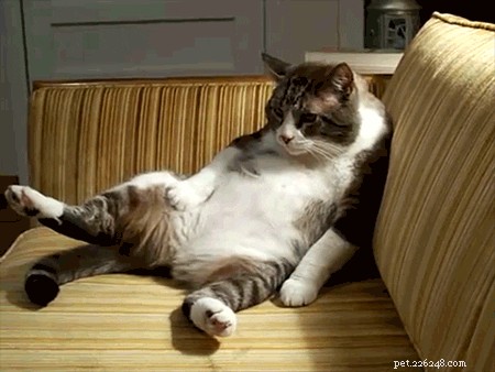 What to Expect: How a Cat’s Behavior Evolves as It Ages