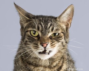 What to Expect: How a Cat’s Behavior Evolves as It Ages
