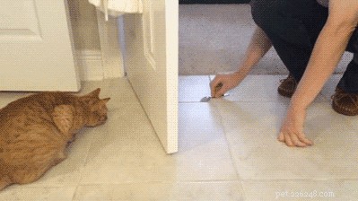 What to Expect: How a Cat’s Behavior Evolves as It Ages