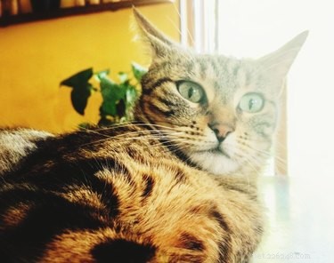 What to Expect: How a Cat’s Behavior Evolves as It Ages