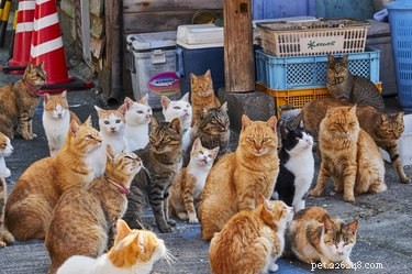 Are Feral Cats Suitable as Pets? A Comprehensive Guide