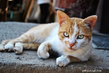 Are Feral Cats Suitable as Pets? A Comprehensive Guide