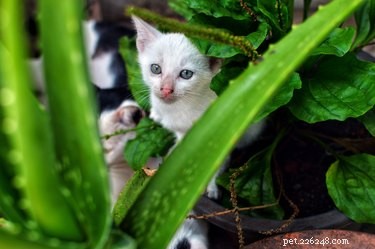 Are Feral Cats Suitable as Pets? A Comprehensive Guide