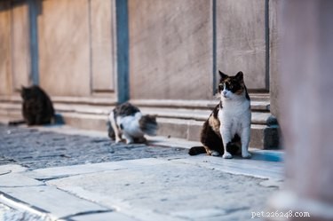Are Feral Cats Suitable as Pets? A Comprehensive Guide