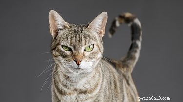 Measuring Cat Intelligence: What Science Can—and Can t—Tell Us