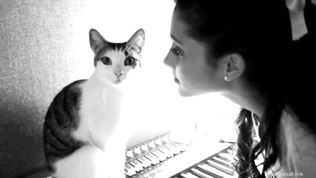 Measuring Cat Intelligence: What Science Can—and Can t—Tell Us