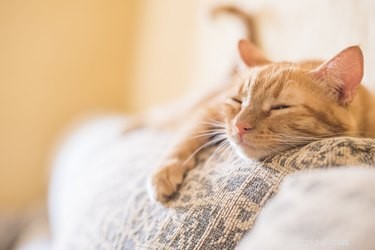 How to Know Your Cat Has Truly Bonded With You