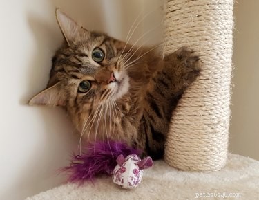 Is Your Cat Feeling Lonely? 6 Signs Your Feline Needs Attention