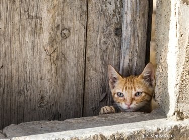 Is Your Cat Feeling Lonely? 6 Signs Your Feline Needs Attention