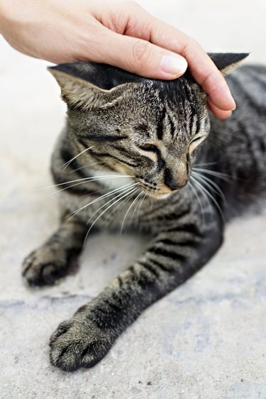 Is Your Cat Feeling Lonely? 6 Signs Your Feline Needs Attention