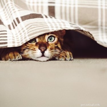 Why Cats Get Stuck in Unexpected Places – Understanding Their Curiosity
