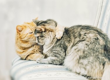 Understanding Cat Communication: How Felines Express Themselves