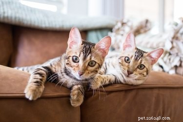 Understanding Cat Communication: How Felines Express Themselves
