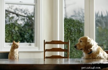 Understanding Cat Communication: How Felines Express Themselves