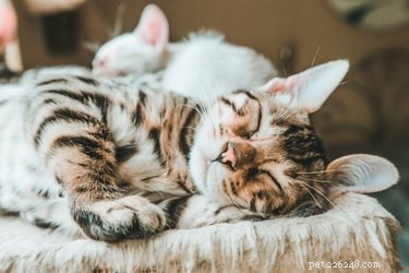 Understanding Your Cat s Mysterious Behaviors: 20 Common Puzzling Habits Explained