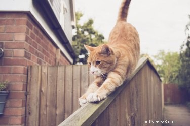 Understanding Your Cat s Mysterious Behaviors: 20 Common Puzzling Habits Explained