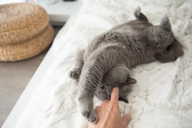 Understanding Your Cat s Mysterious Behaviors: 20 Common Puzzling Habits Explained