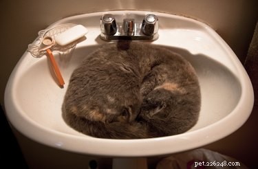 Understanding Your Cat s Mysterious Behaviors: 20 Common Puzzling Habits Explained