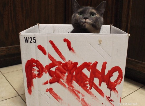 Is My Cat a Psychopath? What the Science Says About Feline Behavior