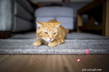 Is My Cat a Psychopath? What the Science Says About Feline Behavior